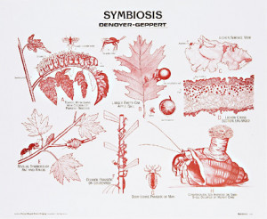 Denoyer-Geppert Science Company
