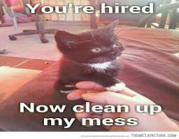 Very Cute Kitty Cat Sends Human Friend To Clean Up Funny Cute Picture