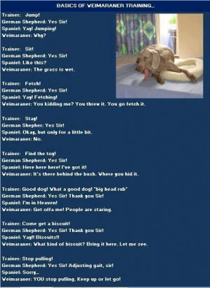 More like this: weimaraner and training .