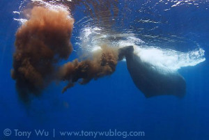 Whale shit - when bull shit is not enough