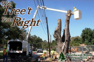 Southeast Texas Trees