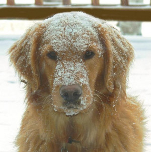 Funny pic of a golden retriever probably wanting to come back inside ...