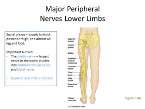 Major Peripheral Nerves Lower Extremity