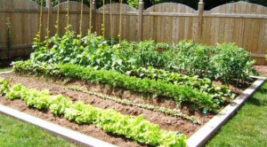 Reasons-to-Grow-Amoebic-Vegetable-Garden.jpg