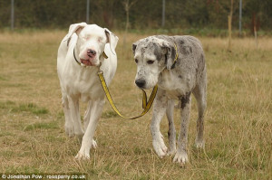 Forever friends: Lily, left, being guided while walking with Maddison ...