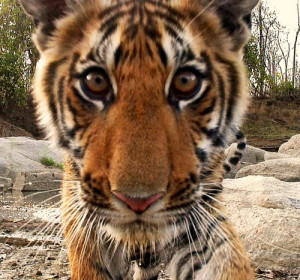 ... animal nice tiger africa safari wild tropical jungle close up animal