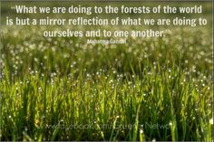 What we are doing to the forests of the world is but a mirror ...