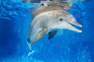 Winter the dolphin/Photo courtesy of the Clearwater Marine Aquarium