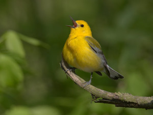Birdnote Prothonotary Warbler