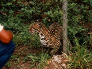 Hunting Ocelot Belize Image