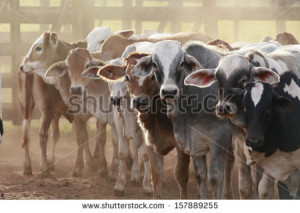 Related Pictures newly engaged funny cattle greeting cards