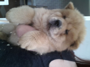 chunky-chow-chow-puppies-for-sale-51a7b20f4e33c.jpg