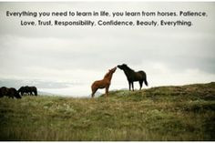 ... learn in life you learn from horses more horses memories quotes horses