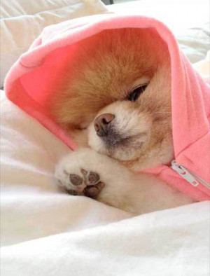 Boo, cutest dog in the world, is sleepy