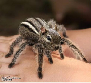 Who says all spiders have to be creepy. This little guy is sorta cute.