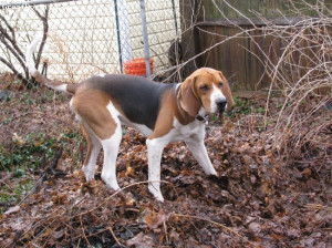 Treeing Walker Coonhound, 7months, black/white/tan, I can smell it but ...