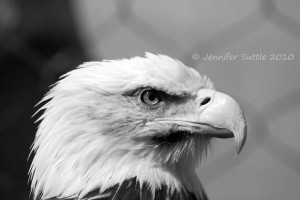 White Eagle Quotes At Quote Collection Picture