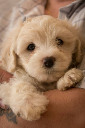 White Fluffy Puppy For Sale Last fluffy white cavachon boy puppy