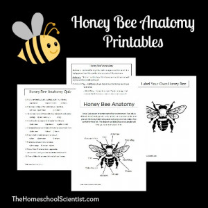 Honey Bee Anatomy Printable