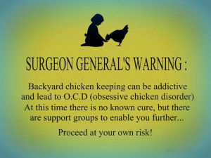 chicken OCD Norcal Chickens