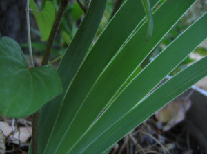 view original image )