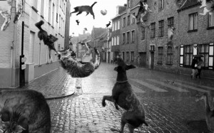 Funny Raining Cats and Dogs