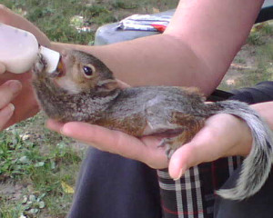 How to care for a newborn squirrel? (baby)