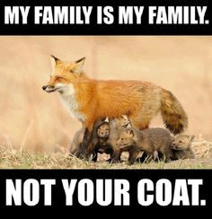 ... wearing fur the skin of murdered animals on facebook more animalright