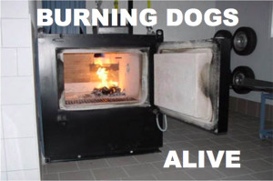 Dogs being burned alive at Ohio shelter