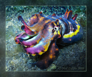 pfeffers flamboyant cuttlefish