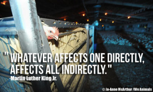 Chickens on Factory Farm and Martin Luther King Jr. Quote