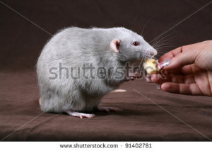 Fancy Pet Rat Rats Hairless