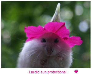 Hello Ms. Hamster! May I know where you got that fancy natural hat ...