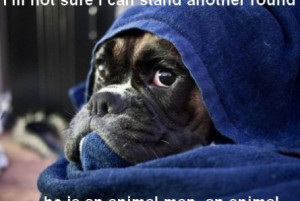 Funny boxer | funny-pics.co