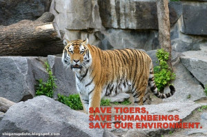 Nice Save Tigers Slogan. Save More Tigers
