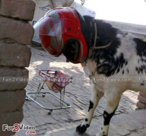 Eid ul adha bakra eid funny pictures which are very hilarious and you ...