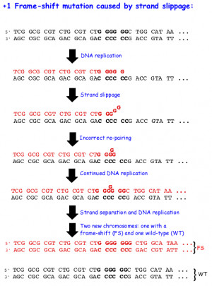 Image of Frameshift mutation