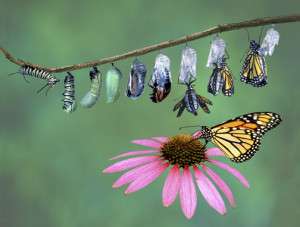 butterfly tail coat 13 emerald swallowtail butterfly 14 butterfly ...
