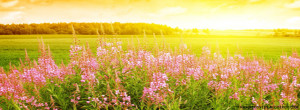 Sunshine flower field - Nature FB Cover