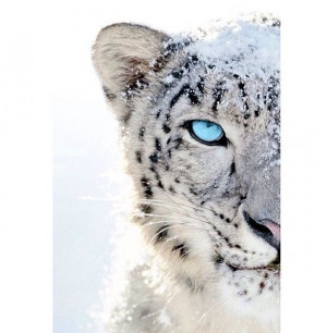 Blue Eyes Tiger