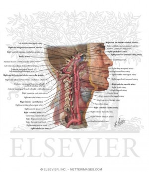 Arteries to Brain and Meninges