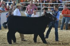 that moment the judge walks around the steer and names it champion ...