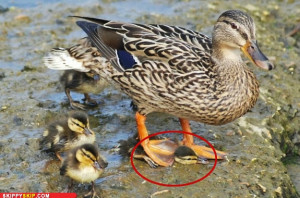 Funny Image of a mother duck stepping on one of her baby ducks in the ...