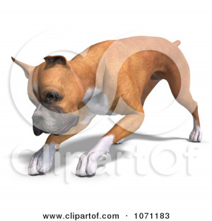 Poster, Art Print: 3d Fawn And White Boxer Dog Bending Down by Ralf61