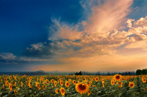 August evening | sunflower, sky, flowers, field