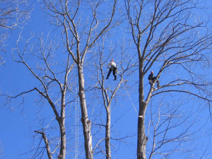 Pictures of Tree Support Cabling and Pruning Service in Halifax NS