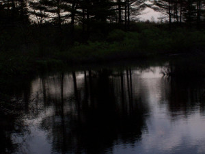 these are just some of the pics he cut right down to the stream some ...