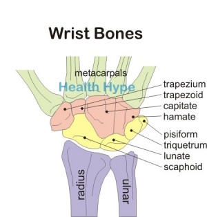wrist bones diagram