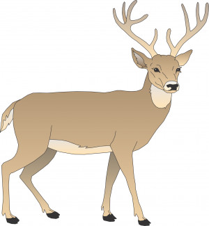 Deer Pictures Cartoon Pictures