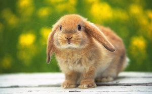 Cute Rabbits In Photos